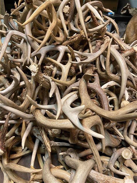antler outlet